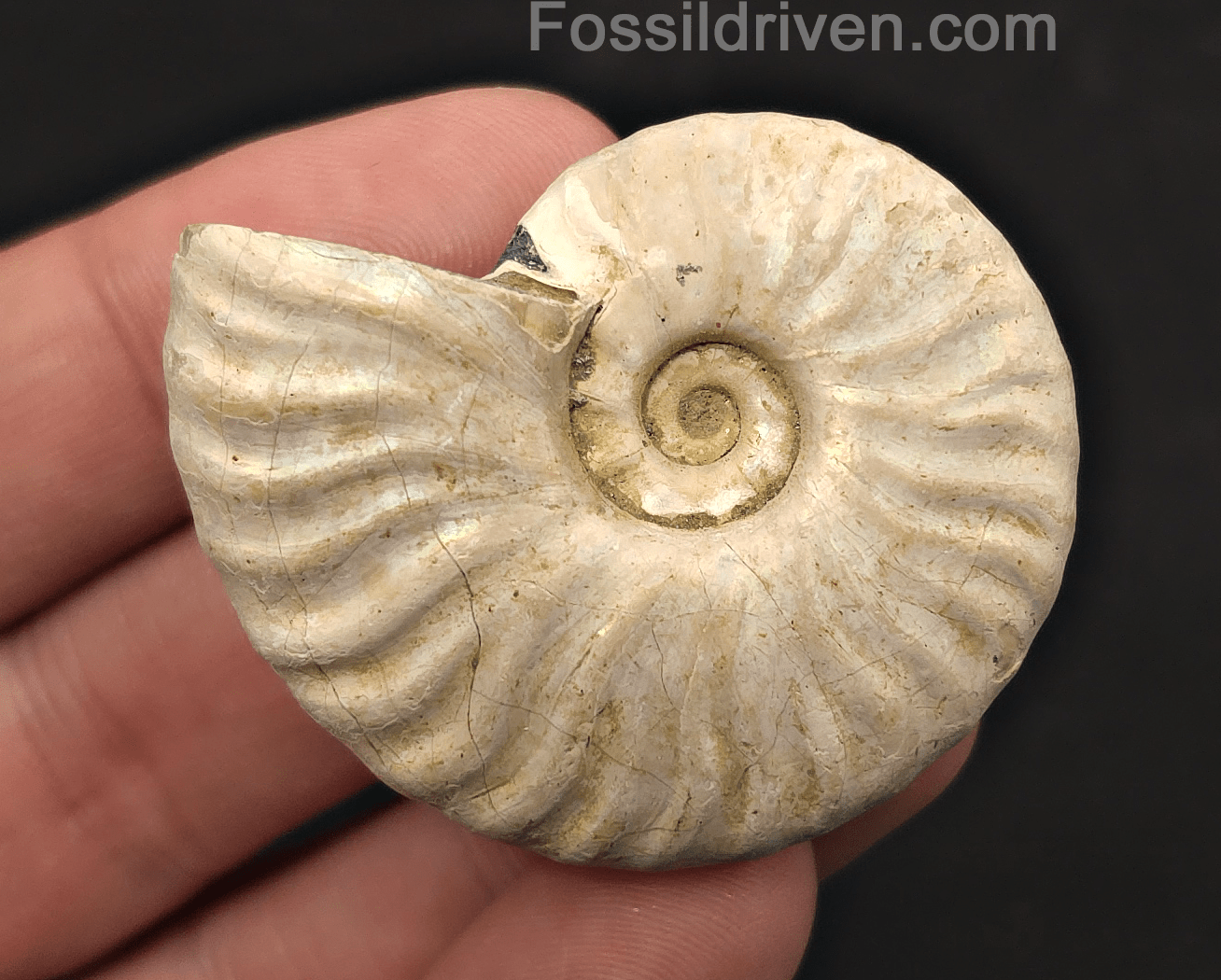 Colorful, 1.87" Silver Iridescent Ammonite - Madagascar - Fossil Driven