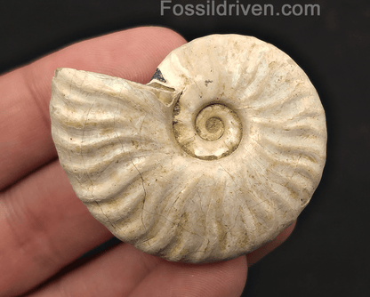 Colorful, 1.87" Silver Iridescent Ammonite - Madagascar - Fossil Driven