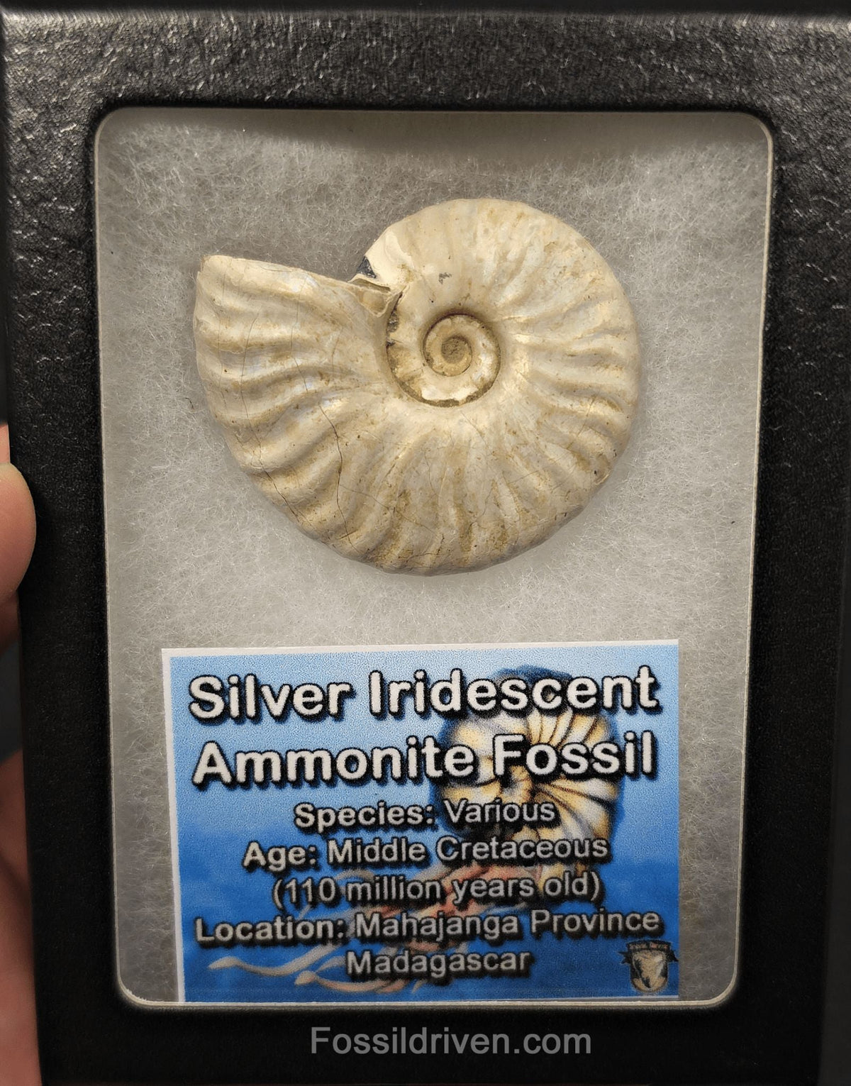 Colorful, 1.87" Silver Iridescent Ammonite - Madagascar - Fossil Driven