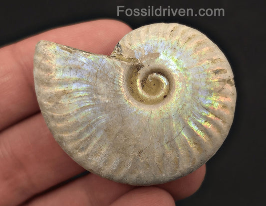 Colorful, 1.89" Silver Iridescent Ammonite - Madagascar - Fossil Driven