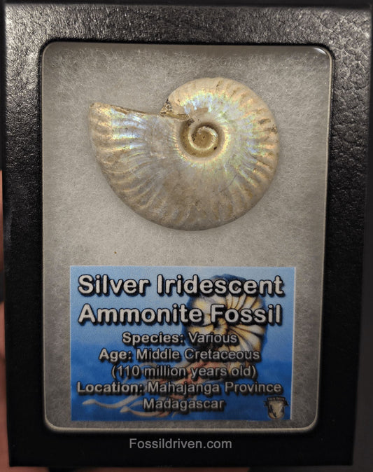 Colorful, 1.89" Silver Iridescent Ammonite - Madagascar - Fossil Driven