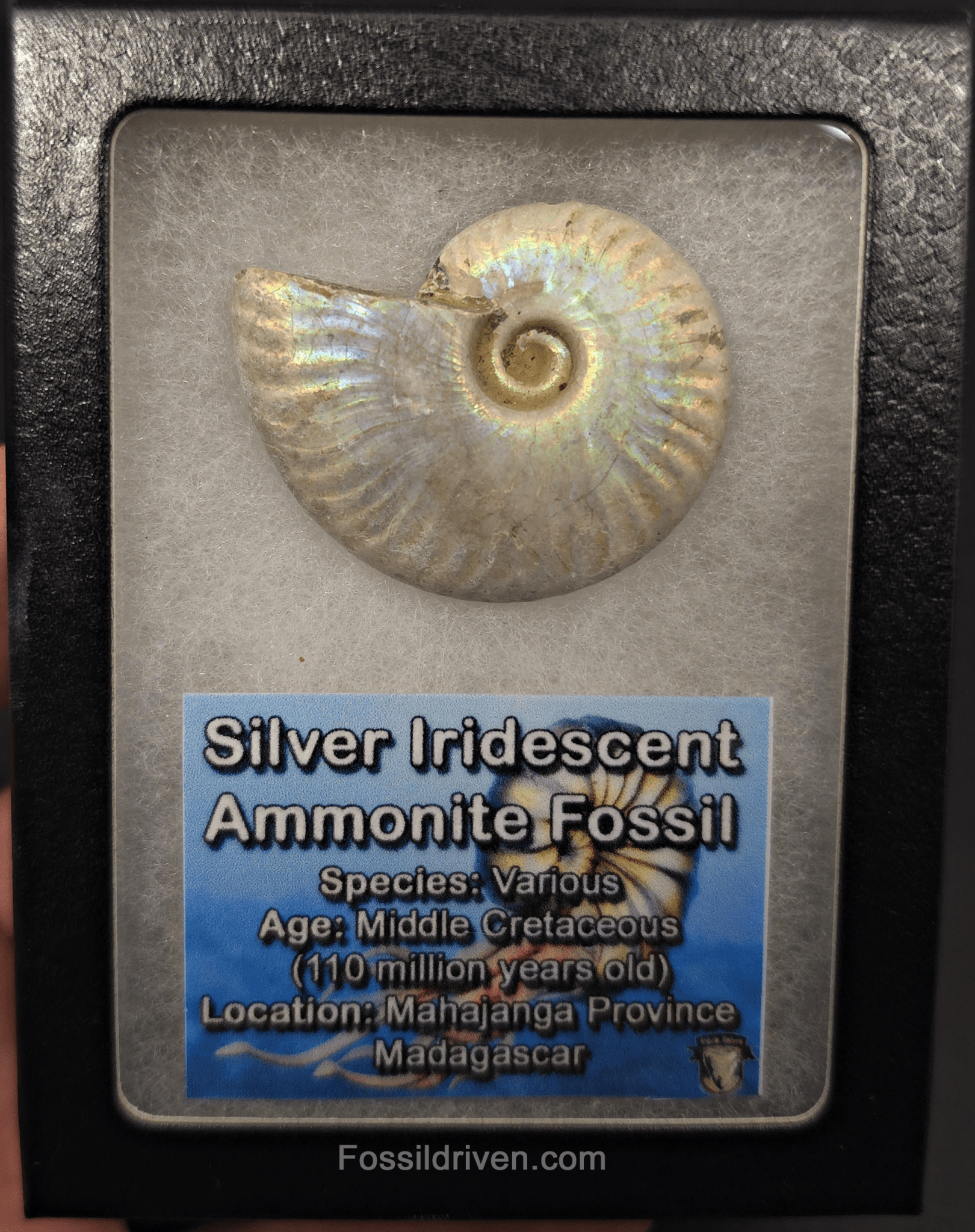 Colorful, 1.89" Silver Iridescent Ammonite - Madagascar - Fossil Driven