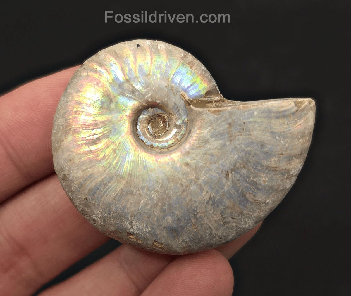 Colorful, 1.94" Silver Iridescent Ammonite - Madagascar - Fossil Driven