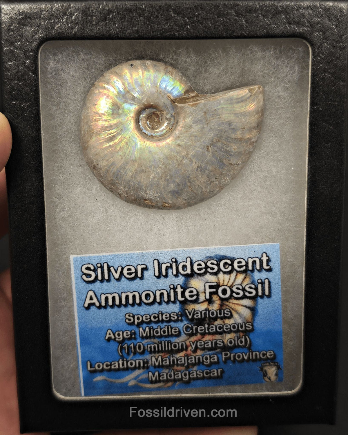Colorful, 1.94" Silver Iridescent Ammonite - Madagascar - Fossil Driven