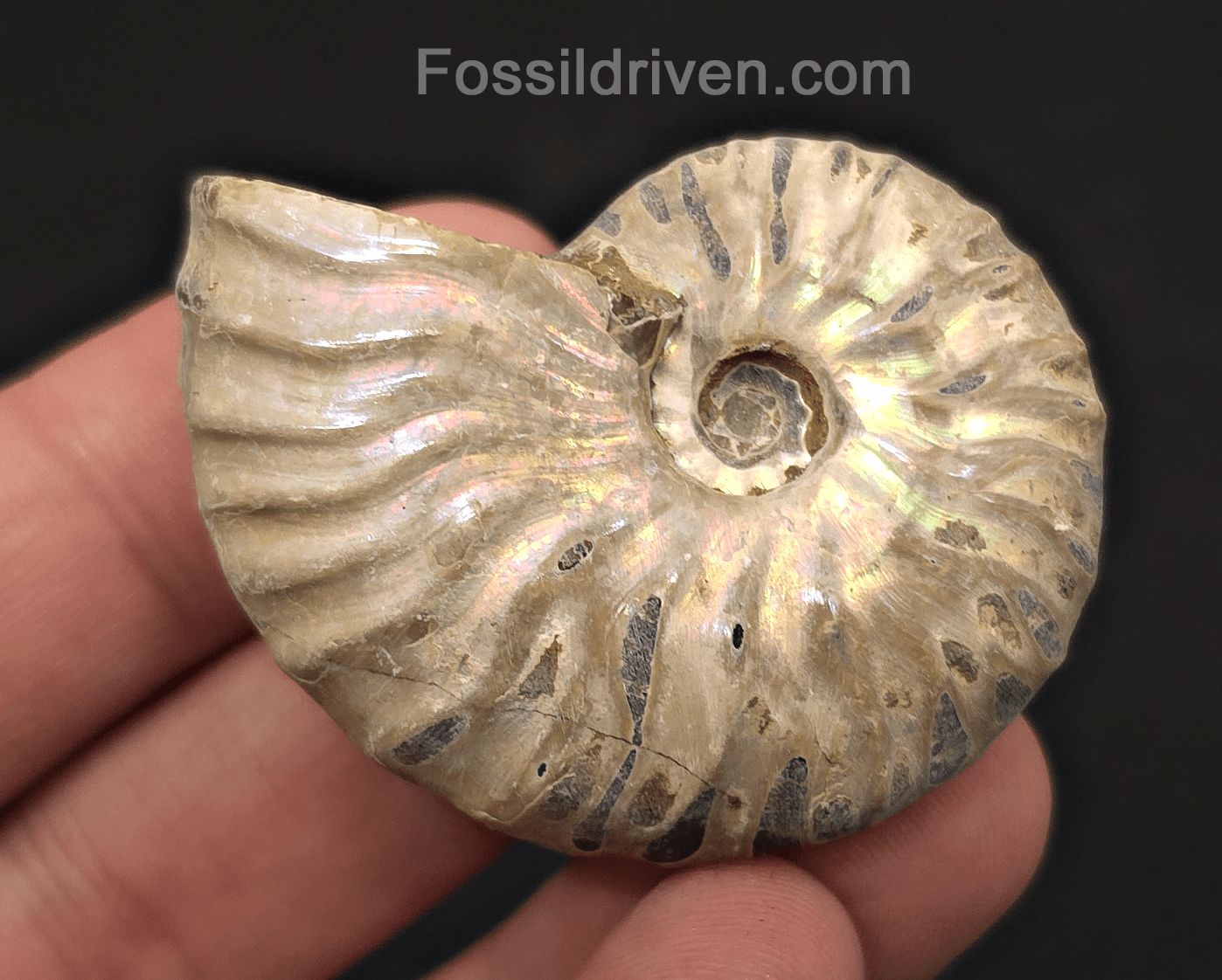 Colorful, 1.95" Silver Iridescent Ammonite - Madagascar - Fossil Driven