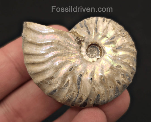 Colorful, 1.95" Silver Iridescent Ammonite - Madagascar - Fossil Driven