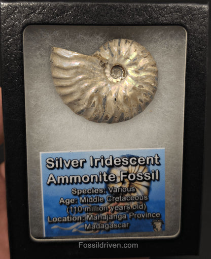Colorful, 1.95" Silver Iridescent Ammonite - Madagascar - Fossil Driven