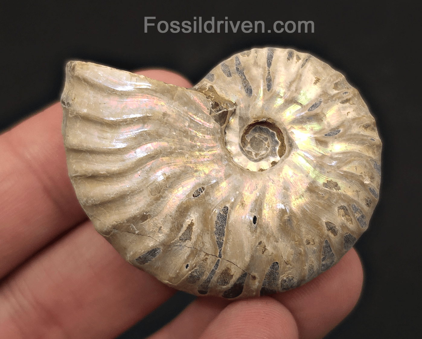 Colorful, 1.95" Silver Iridescent Ammonite - Madagascar - Fossil Driven