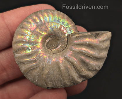 Colorful, 1.97" Silver Iridescent Ammonite - Madagascar - Fossil Driven