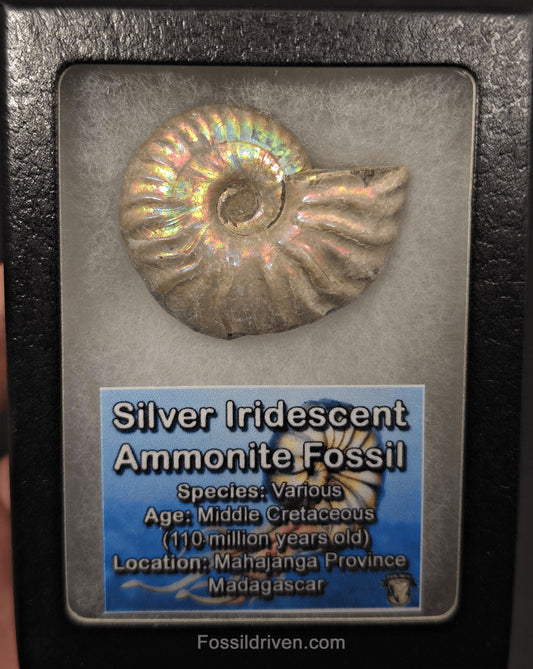 Colorful, 1.97" Silver Iridescent Ammonite - Madagascar - Fossil Driven