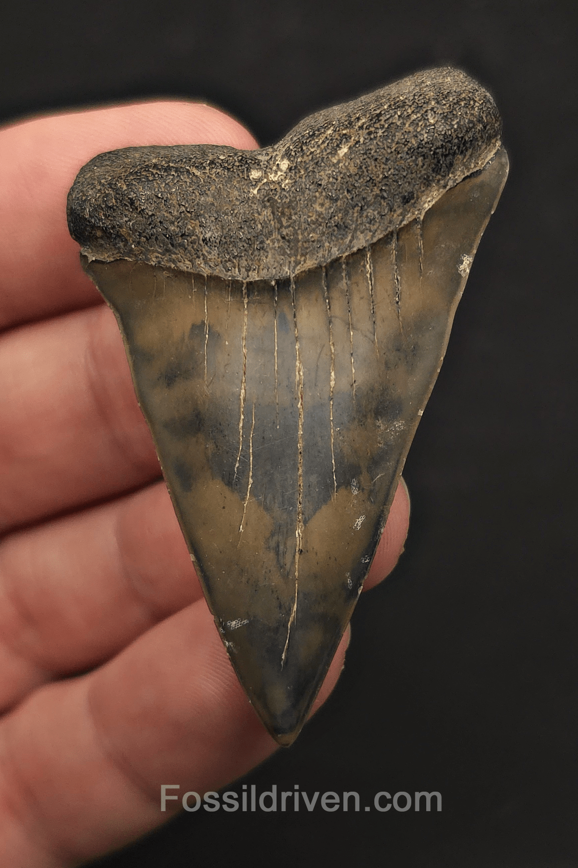 Colorful, 2.41" Fossil Mako (Lesser White) Tooth - Savannah, Georgia - Fossil Driven