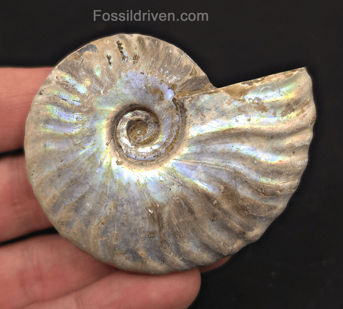Colorful, 2.58" Silver Iridescent Ammonite - Madagascar - Fossil Driven