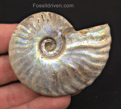 Colorful, 2.58" Silver Iridescent Ammonite - Madagascar - Fossil Driven