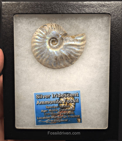 Colorful, 2.58" Silver Iridescent Ammonite - Madagascar - Fossil Driven