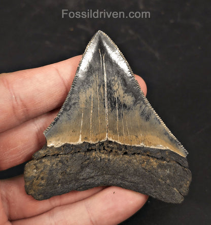 Colorful, 3.13" Fossil Megalodon Tooth - Charleston, South Carolina - Fossil Driven