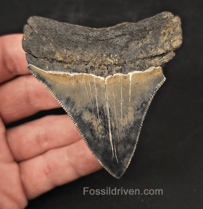 Colorful, 3.13" Fossil Megalodon Tooth - Charleston, South Carolina - Fossil Driven