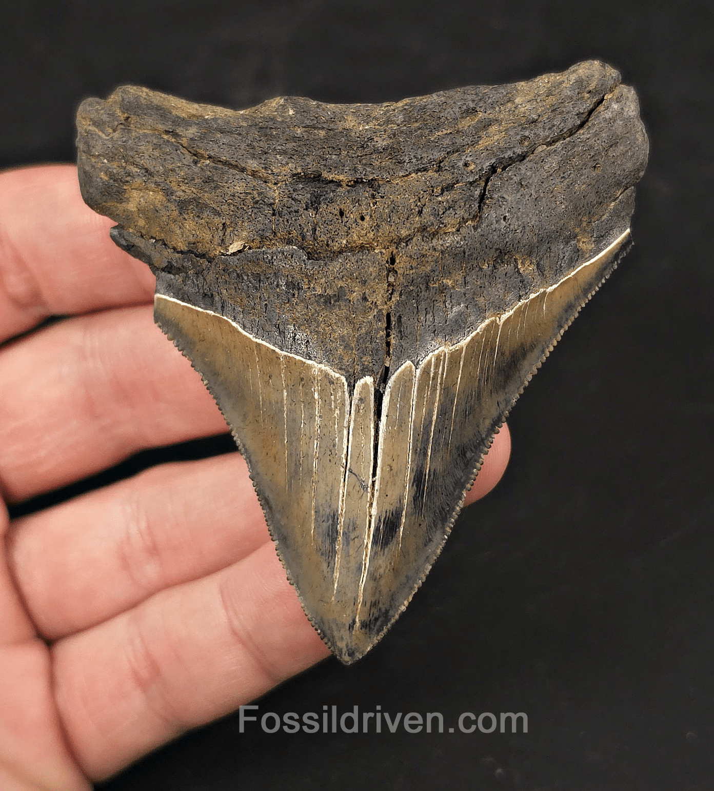 Colorful, 3.13" Fossil Megalodon Tooth - Charleston, South Carolina - Fossil Driven