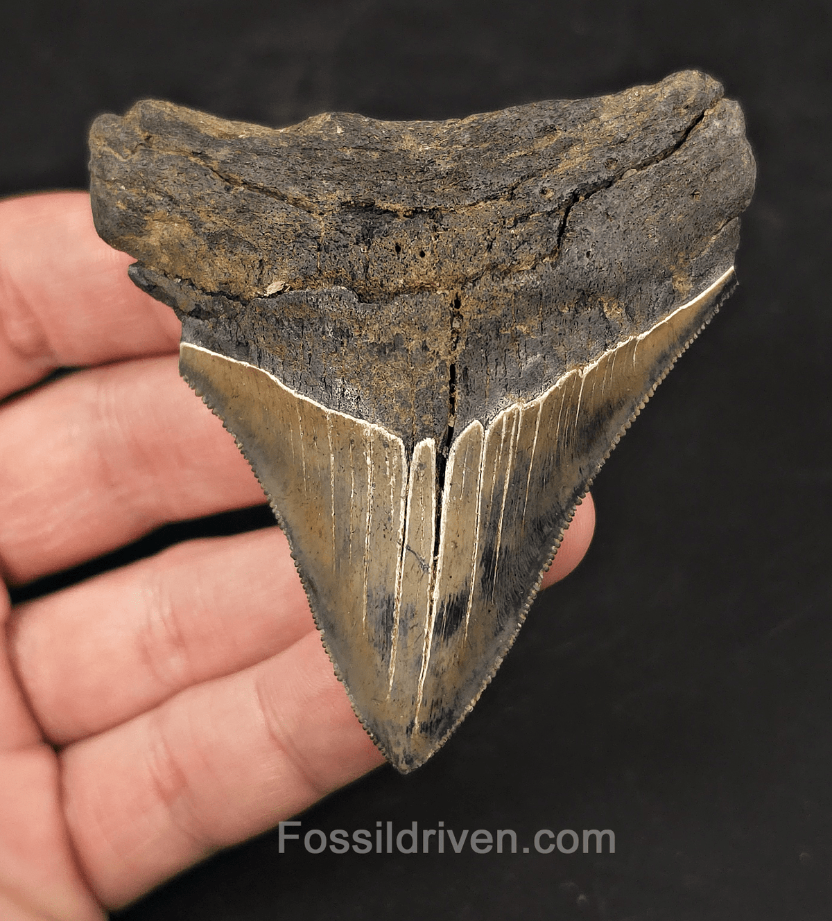 Colorful, 3.13" Fossil Megalodon Tooth - Charleston, South Carolina - Fossil Driven