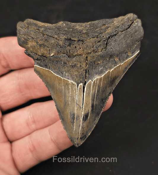 Colorful, 3.13" Fossil Megalodon Tooth - Charleston, South Carolina - Fossil Driven