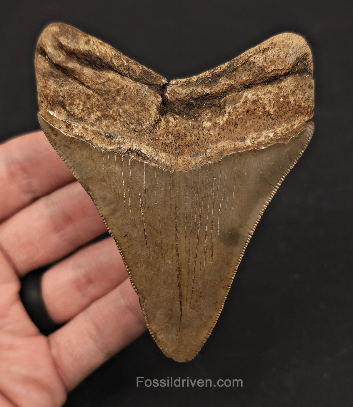 Colorful, 3.91" Fossil Megalodon Tooth - St. Mary's River, Florida/Georgia - Fossil Driven