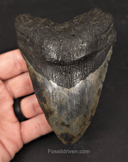 Colorful 4.66" Fossil Megalodon Tooth - Charleston, South Carolina - Fossil Driven