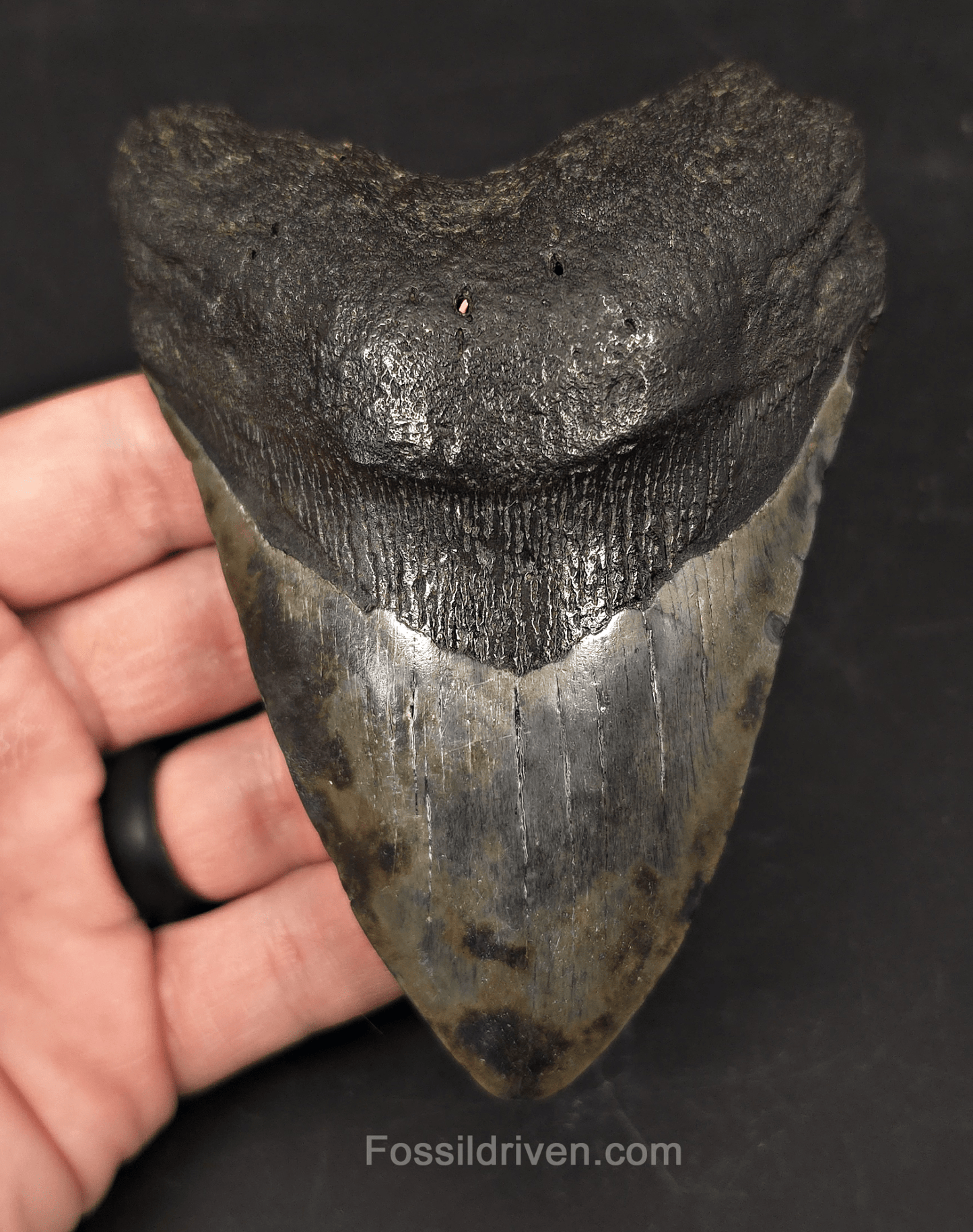 Colorful 4.66" Fossil Megalodon Tooth - Charleston, South Carolina - Fossil Driven