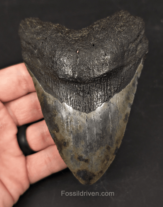 Colorful 4.66" Fossil Megalodon Tooth - Charleston, South Carolina - Fossil Driven