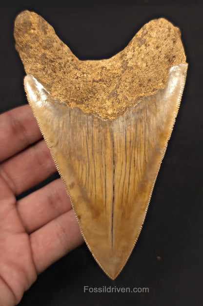Colorful, 4.94" Fossil Megalodon Tooth - Java, Indonesia - Fossil Driven