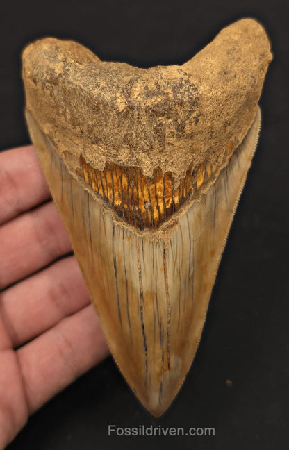 Colorful, 4.94" Fossil Megalodon Tooth - Java, Indonesia - Fossil Driven