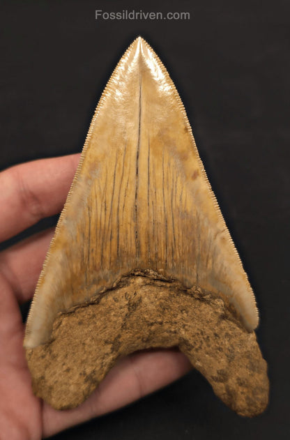 Colorful, 4.94" Fossil Megalodon Tooth - Java, Indonesia - Fossil Driven