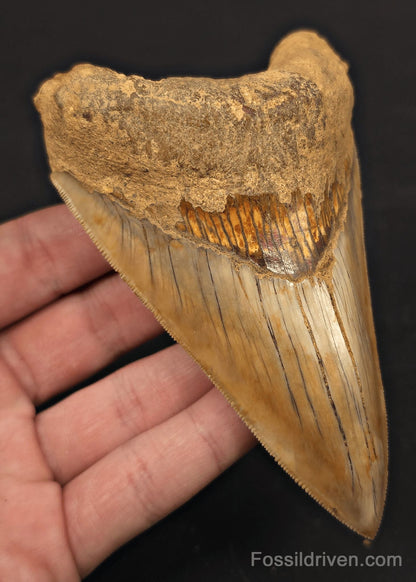 Colorful, 4.94" Fossil Megalodon Tooth - Java, Indonesia - Fossil Driven