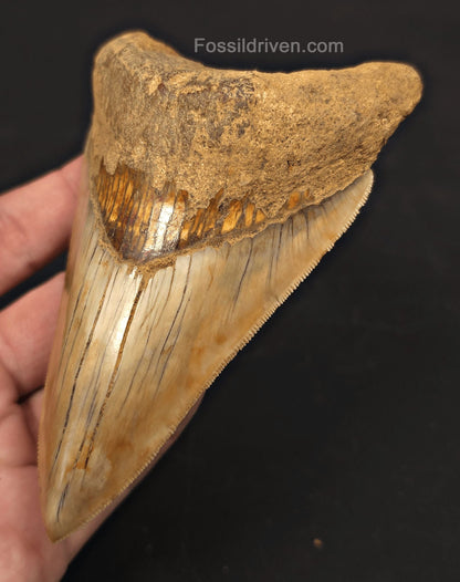 Colorful, 4.94" Fossil Megalodon Tooth - Java, Indonesia - Fossil Driven