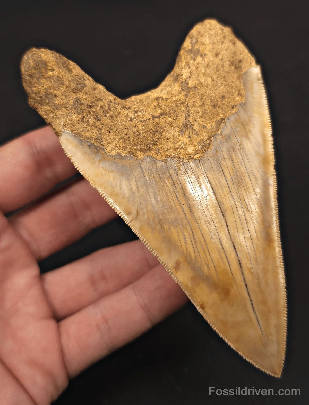 Colorful, 4.94" Fossil Megalodon Tooth - Java, Indonesia - Fossil Driven