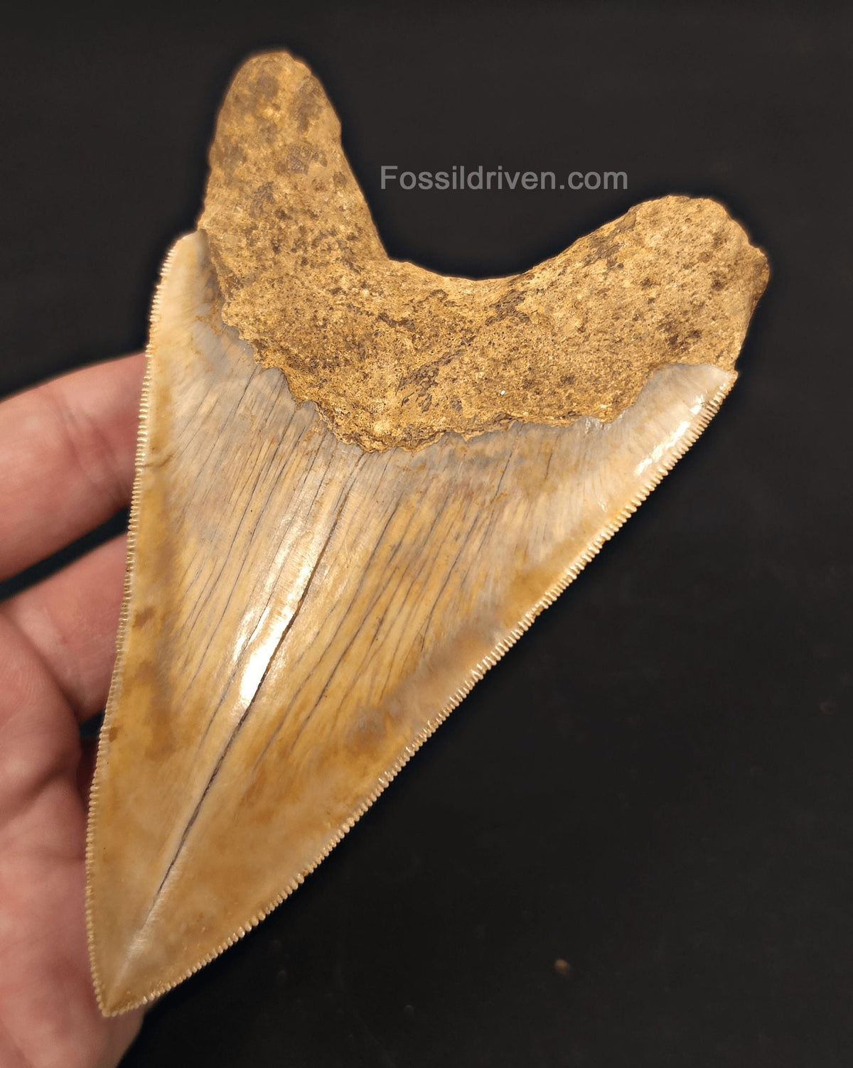 Colorful, 4.94" Fossil Megalodon Tooth - Java, Indonesia - Fossil Driven