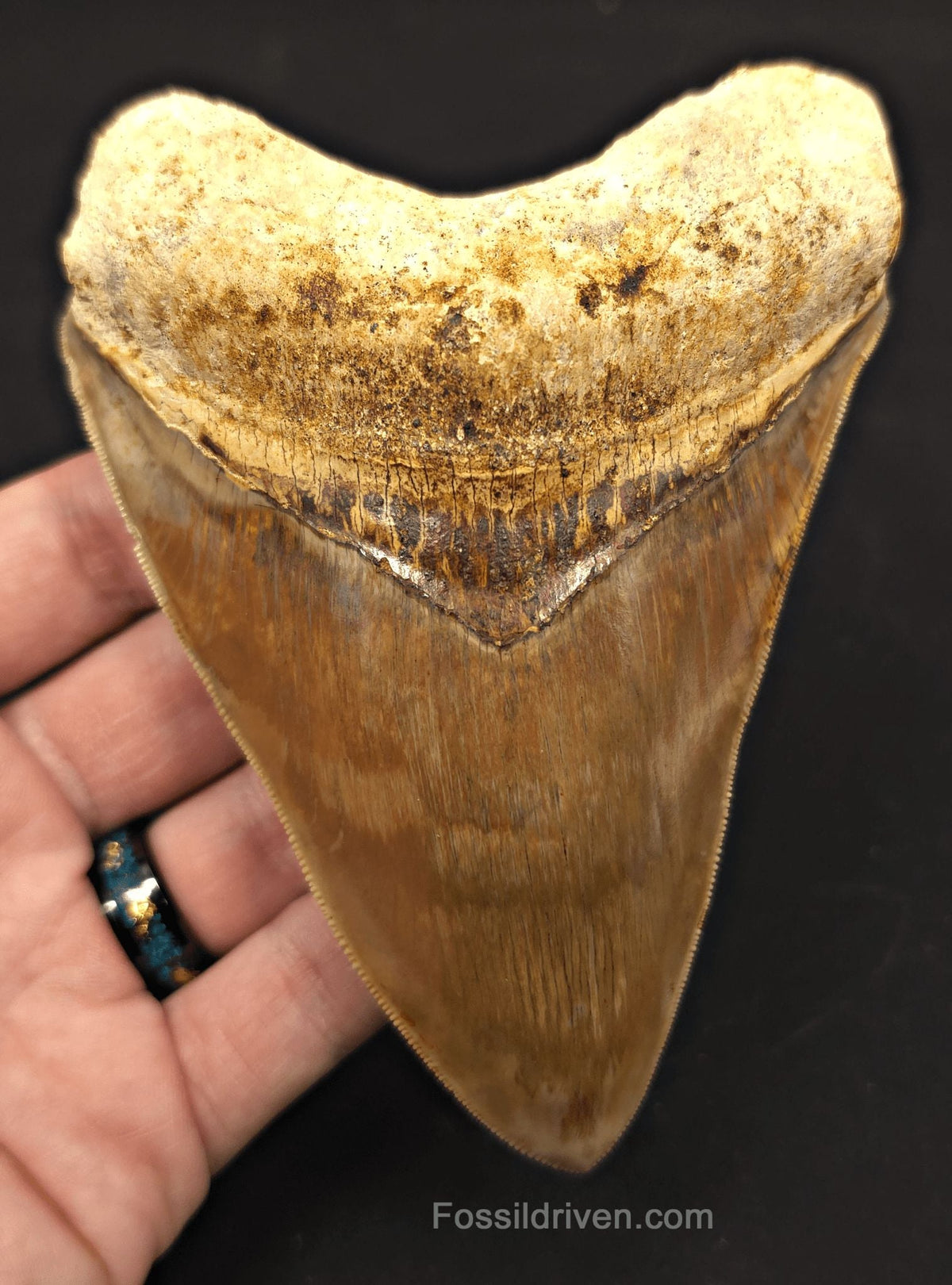 Colorful, 5.15" Fossil Megalodon Tooth - Java, Indonesia - Fossil Driven