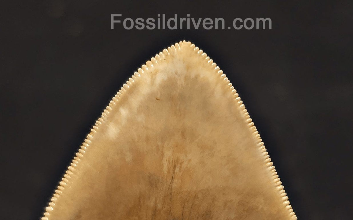 Colorful, 5.15" Fossil Megalodon Tooth - Java, Indonesia - Fossil Driven