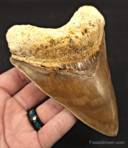 Colorful, 5.15" Fossil Megalodon Tooth - Java, Indonesia - Fossil Driven