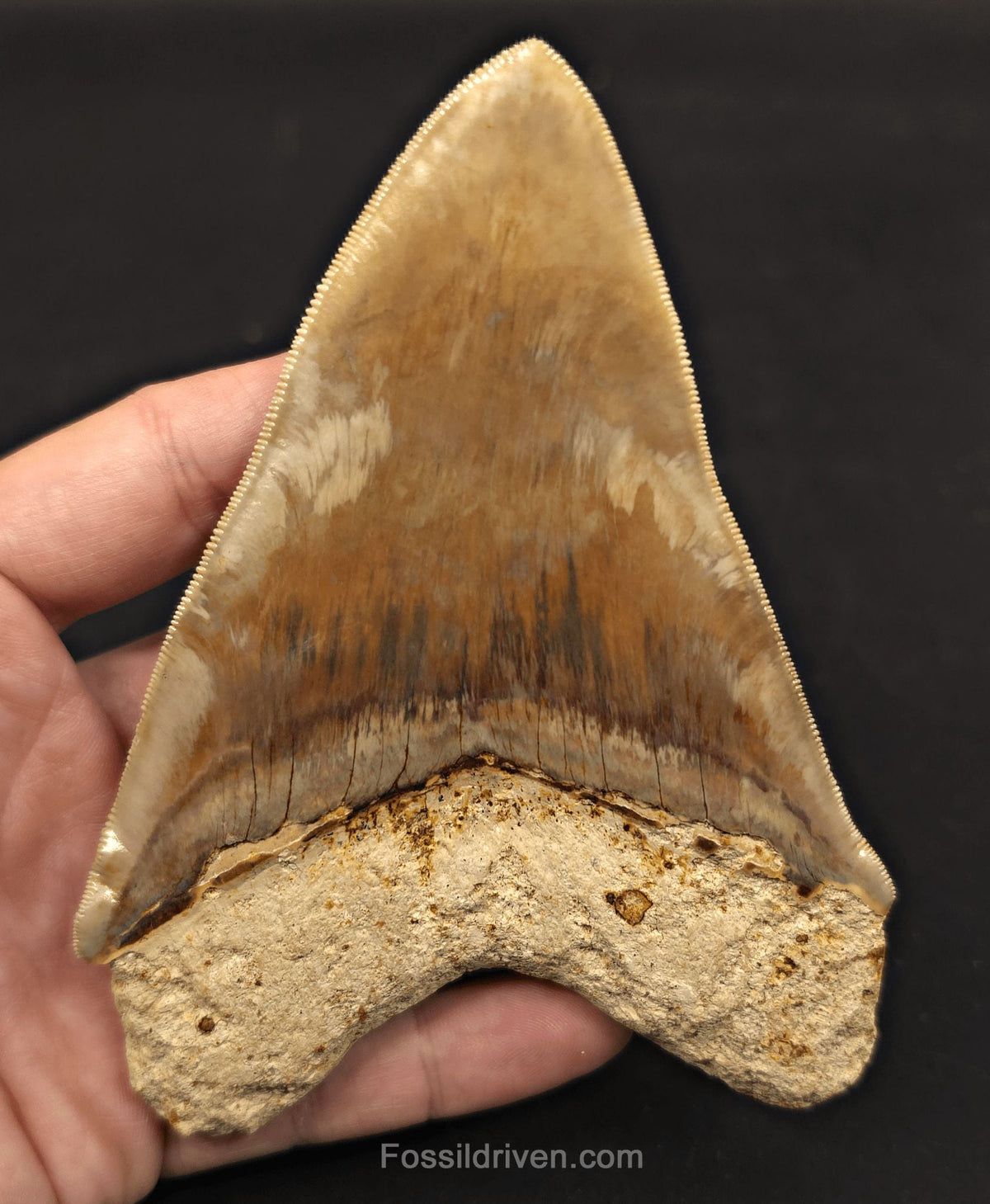 Colorful, 5.15" Fossil Megalodon Tooth - Java, Indonesia - Fossil Driven