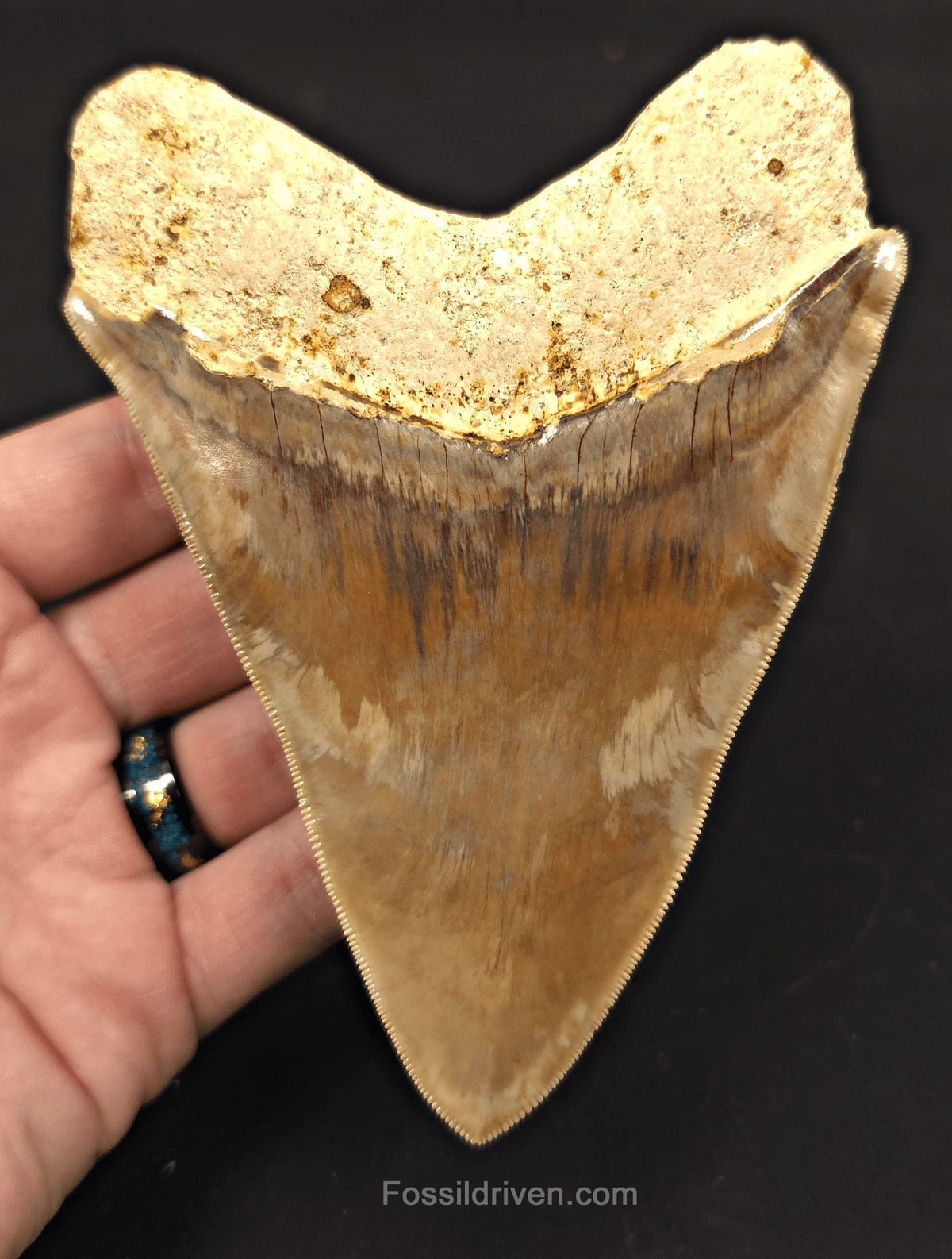 Colorful, 5.15" Fossil Megalodon Tooth - Java, Indonesia - Fossil Driven