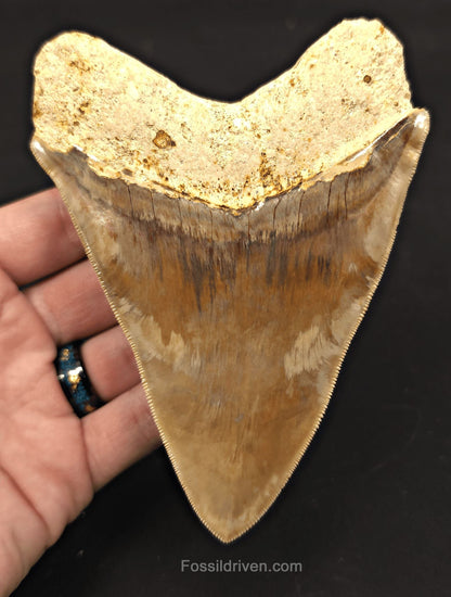 Colorful, 5.15" Fossil Megalodon Tooth - Java, Indonesia - Fossil Driven