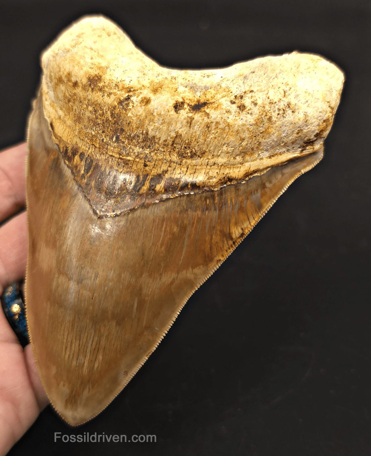 Colorful, 5.15" Fossil Megalodon Tooth - Java, Indonesia - Fossil Driven