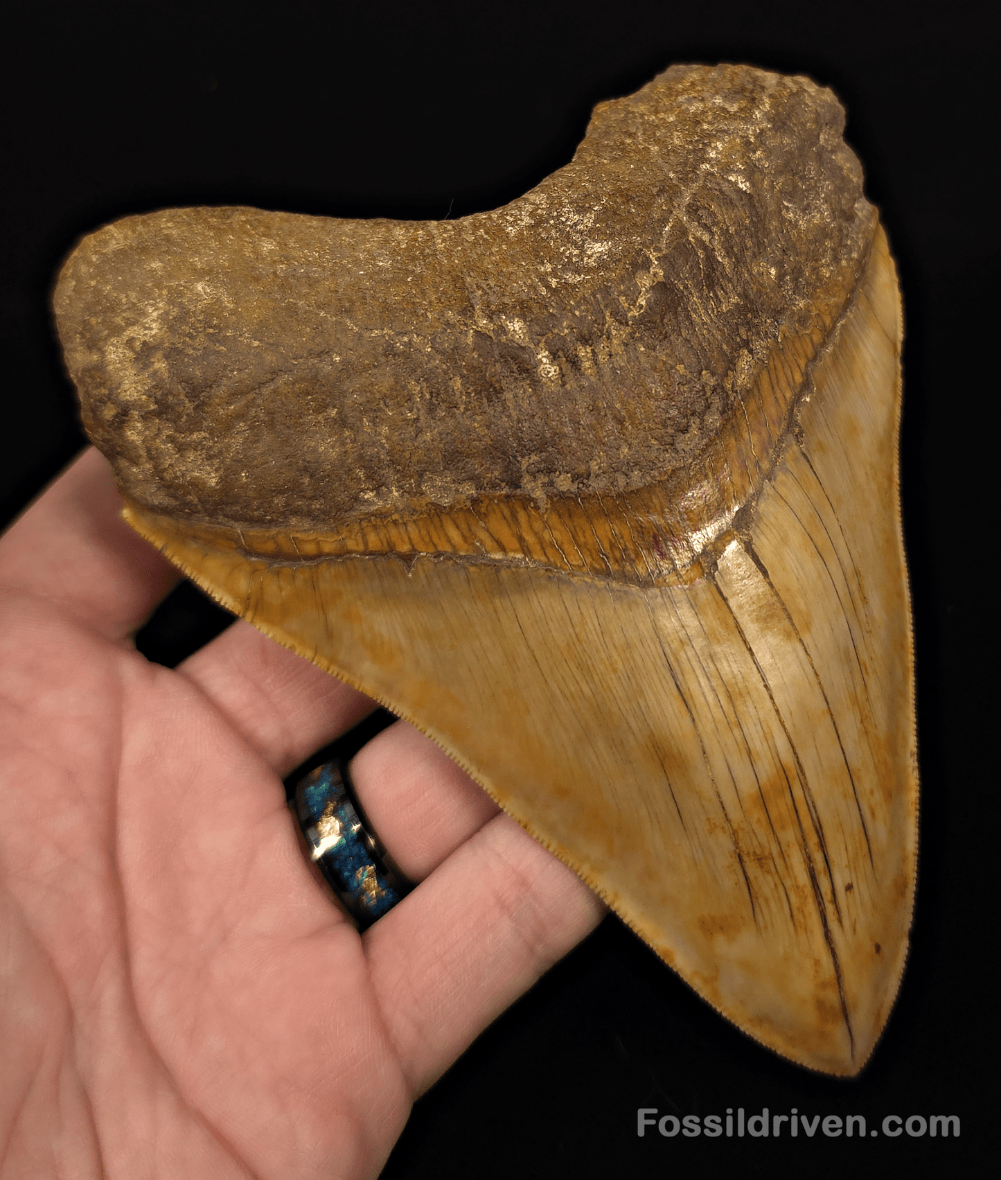 Colorful, 5.43" Fossil Megalodon Tooth - Java, Indonesia - Fossil Driven