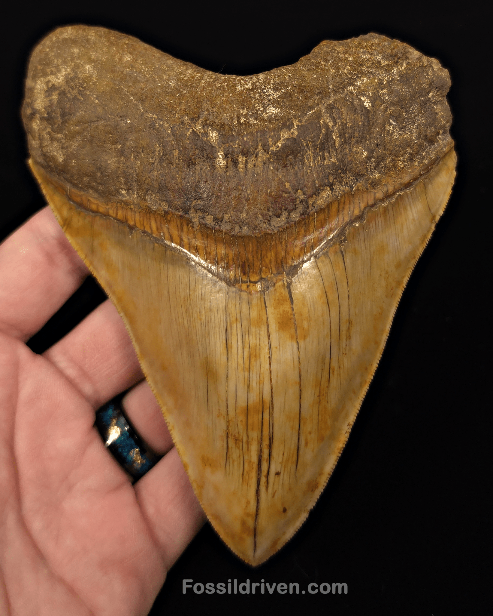 Colorful, 5.43" Fossil Megalodon Tooth - Java, Indonesia - Fossil Driven
