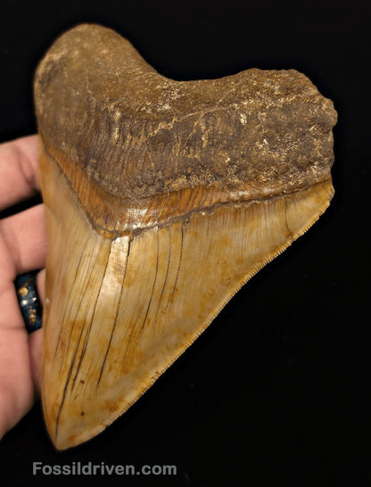 Colorful, 5.43" Fossil Megalodon Tooth - Java, Indonesia - Fossil Driven