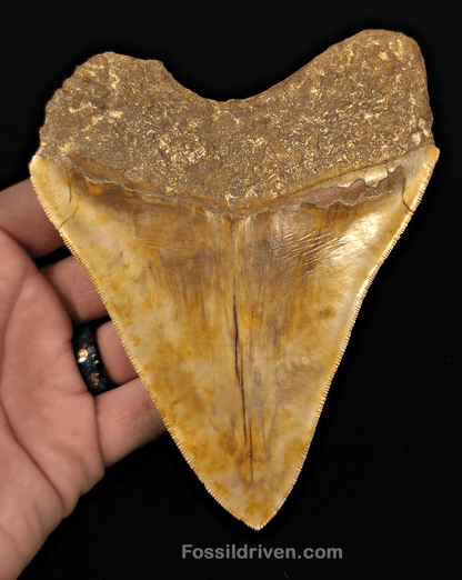 Colorful, 5.43" Fossil Megalodon Tooth - Java, Indonesia - Fossil Driven