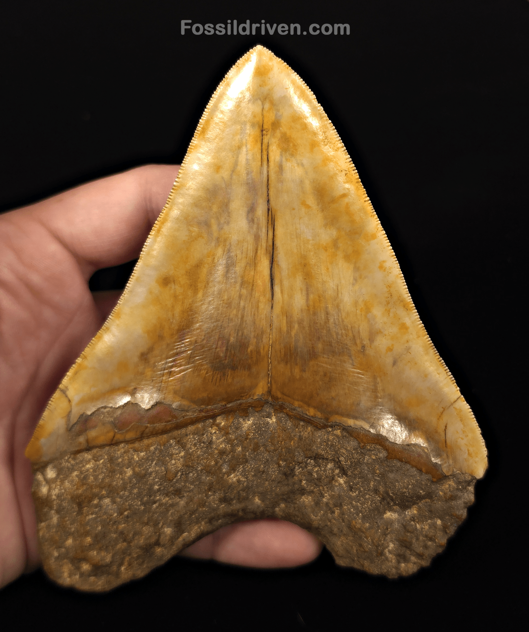 Colorful, 5.43" Fossil Megalodon Tooth - Java, Indonesia - Fossil Driven