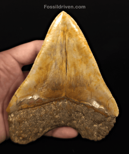 Colorful, 5.43" Fossil Megalodon Tooth - Java, Indonesia - Fossil Driven