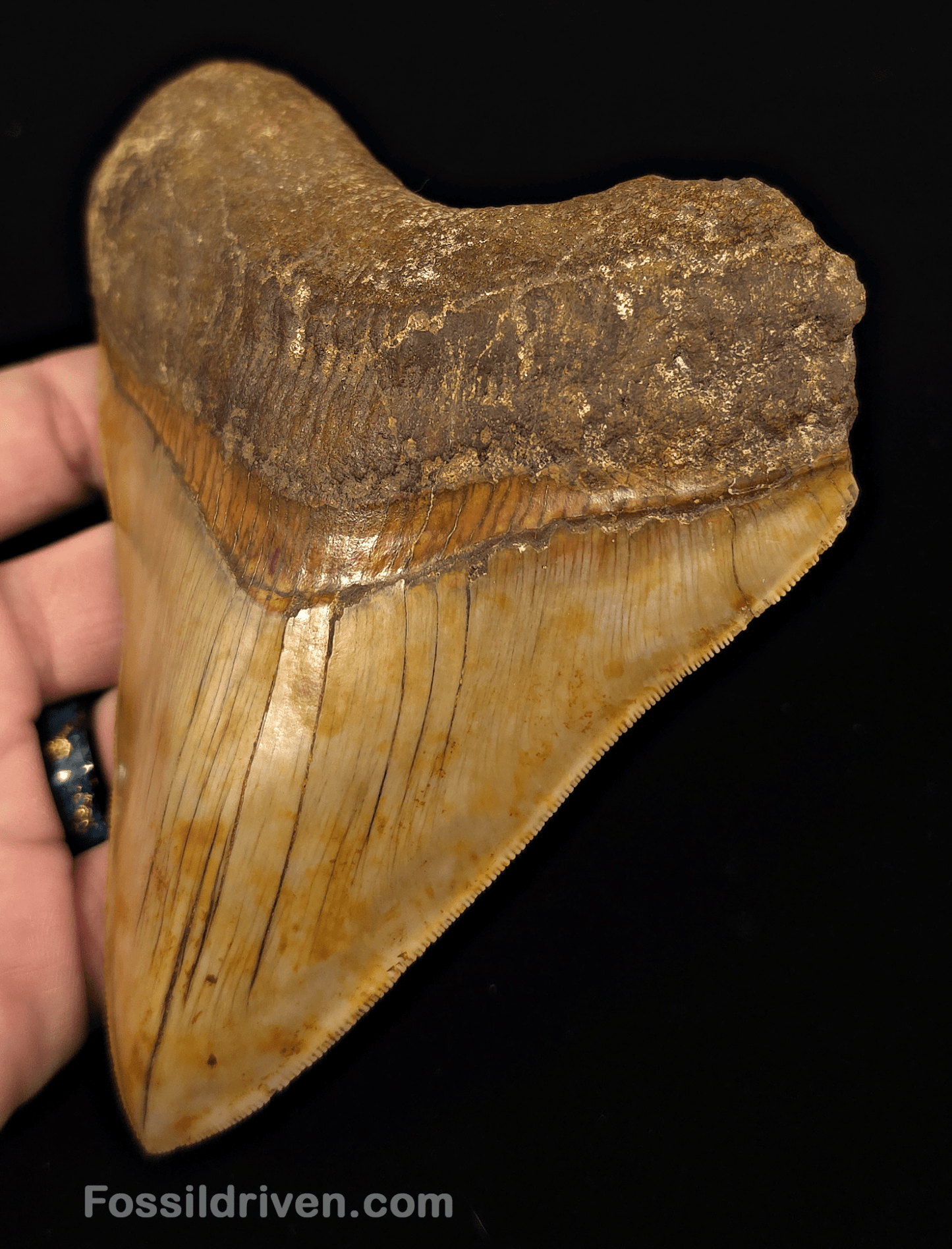 Colorful, 5.43" Fossil Megalodon Tooth - Java, Indonesia - Fossil Driven