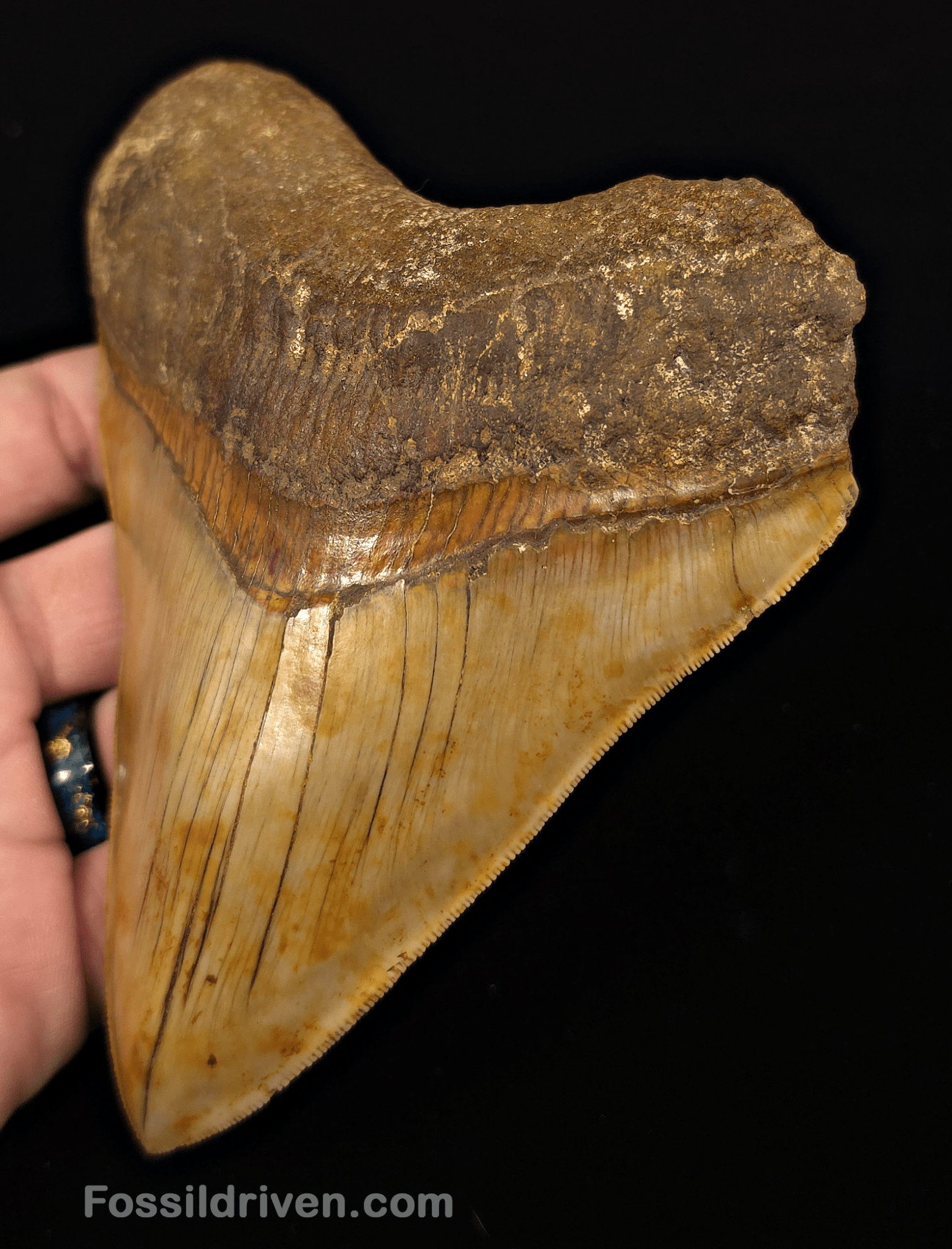 Colorful, 5.43" Fossil Megalodon Tooth - Java, Indonesia - Fossil Driven