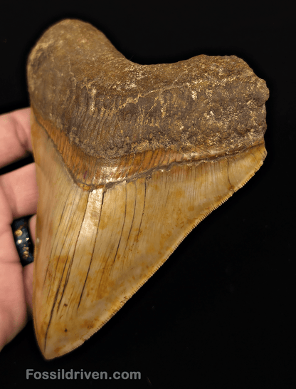 Colorful, 5.43" Fossil Megalodon Tooth - Java, Indonesia - Fossil Driven